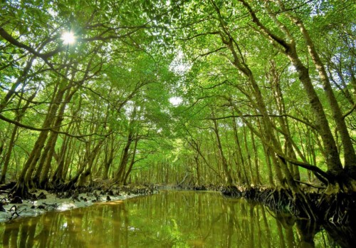 クーラ川④舟上撮影 西表島フォトウェディング クーラ川④舟上撮影